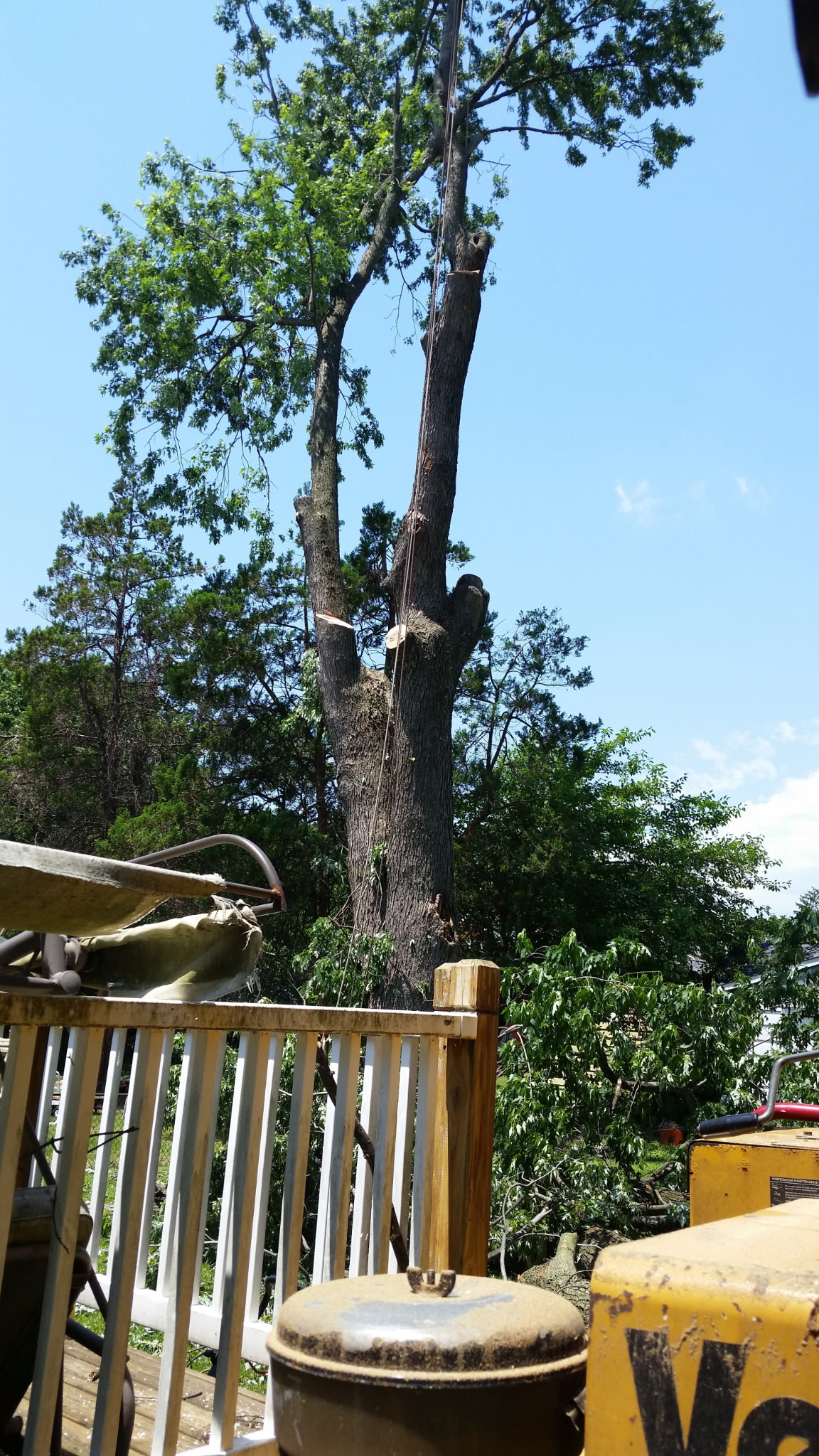 Safe removal of a hazardous oak tree