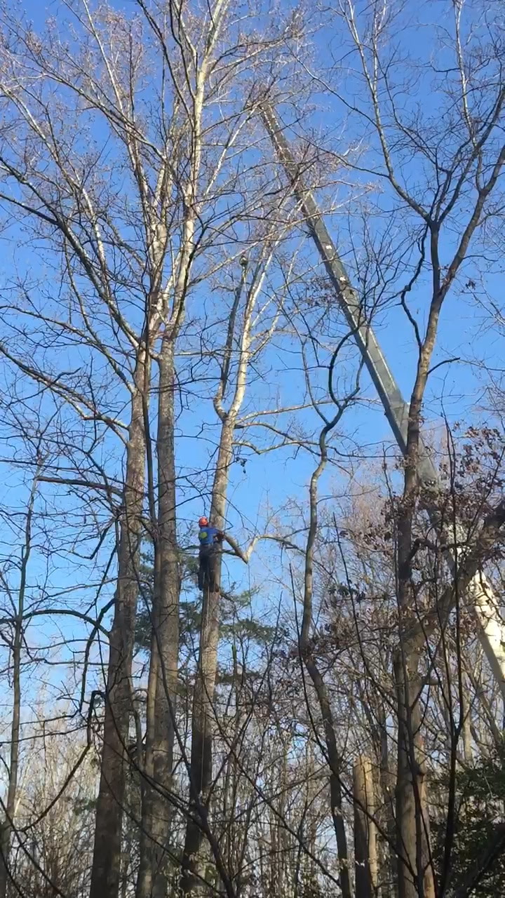 Crane Services