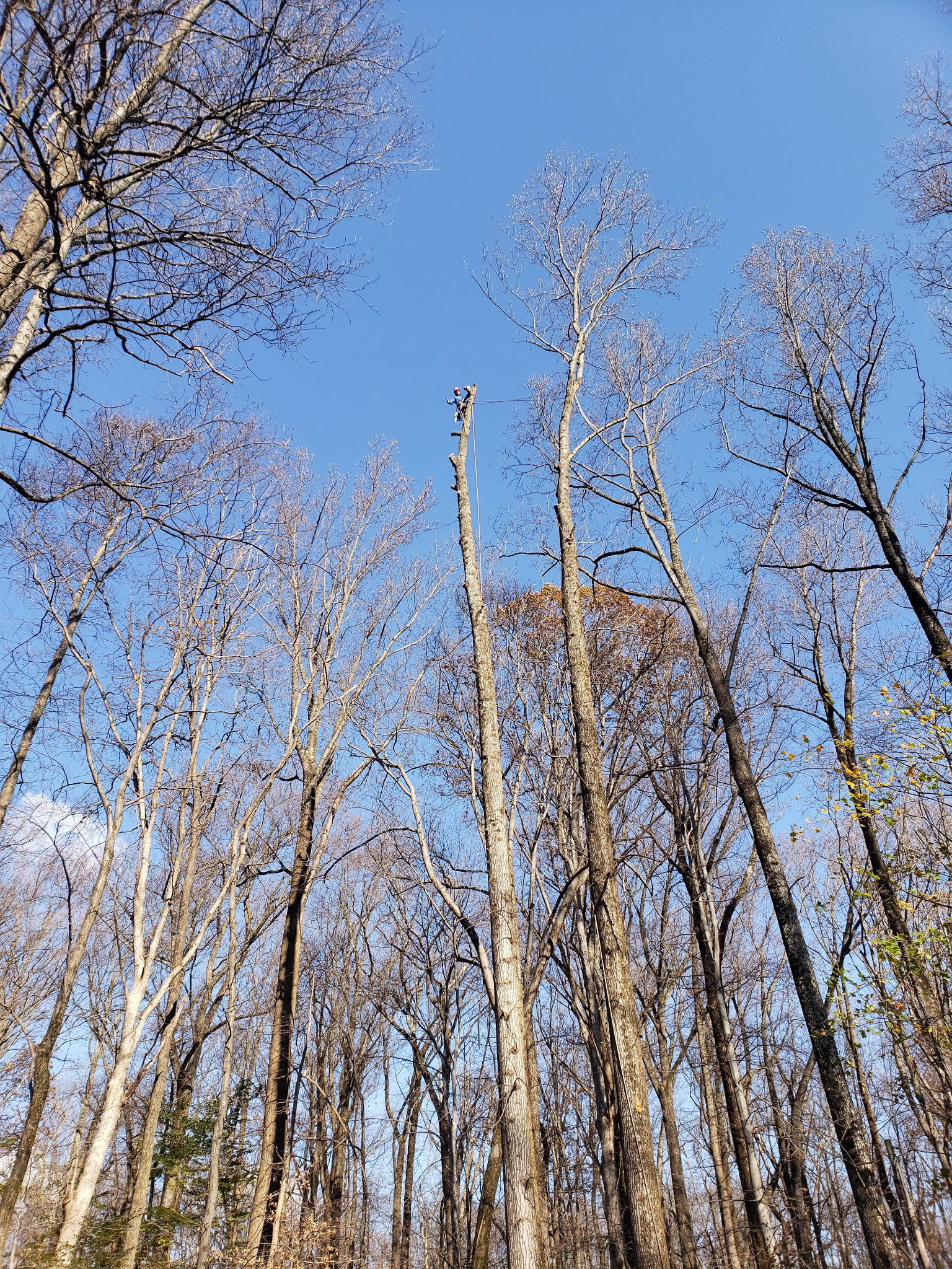 Crew clearing a large downed tree